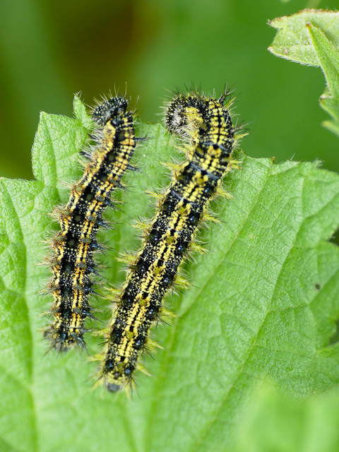 Nymphalis urticae - kis rókalepke