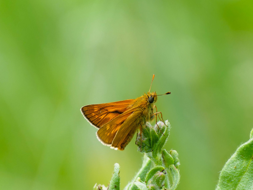 Ochlodes sylvanus - erdei busalepke