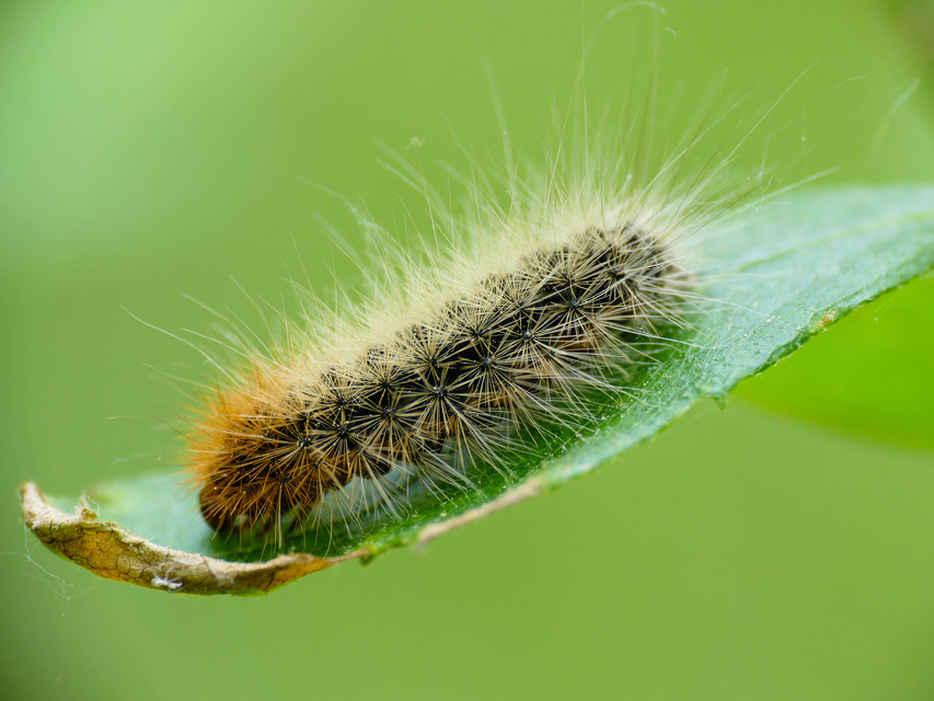 Arctia caja - közönséges medvelepke