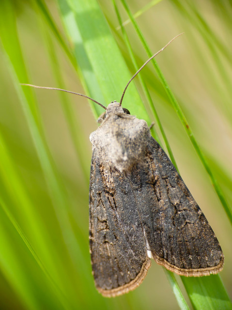 Agrotis segetum - vetési földibagoly