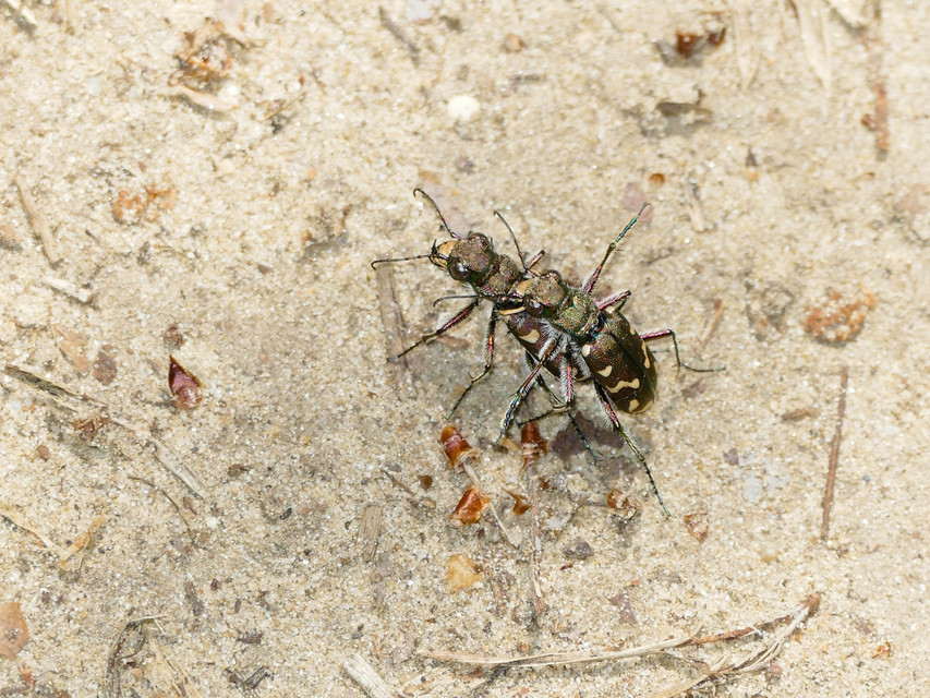 Cicindela soluta pannonica - pannon homokfutrinka
