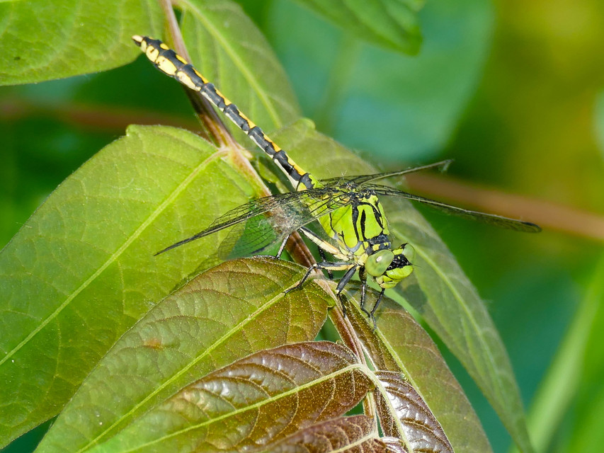 Ophiogomphus cecilia - zöld folyami-szitakötő