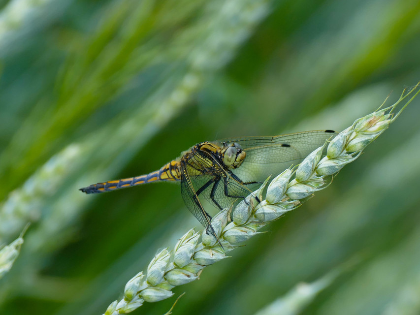 Orthetrum cancellatum - feketefarkú pásztorszitakötő