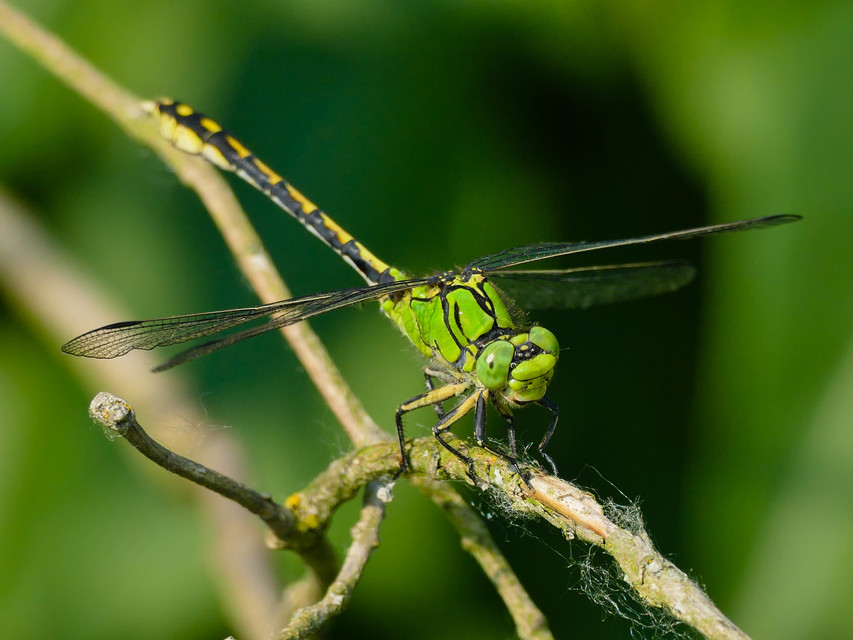 Ophiogomphus cecilia - zöld folyami-szitakötő