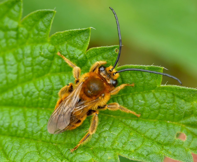 Eucera