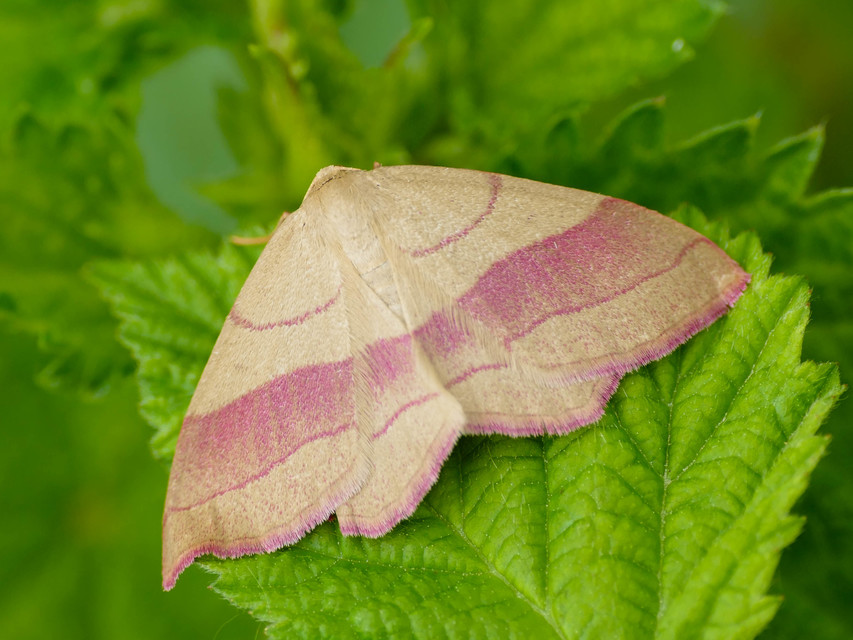Rhodostrophia vibicaria - pirosszélű araszoló
