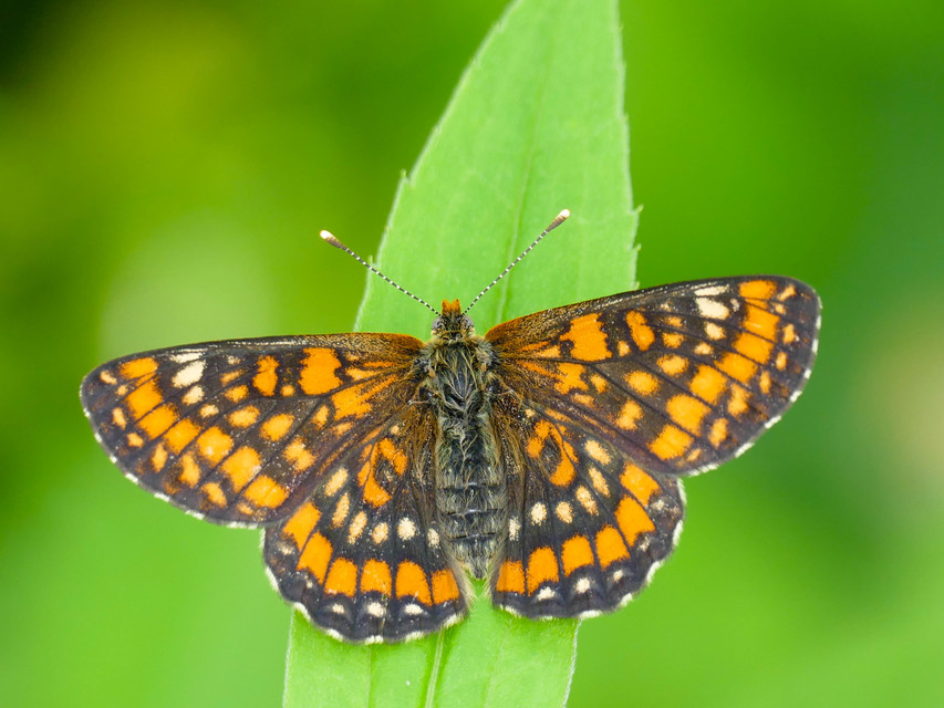 Euphydryas maturna - díszes tarkalepke