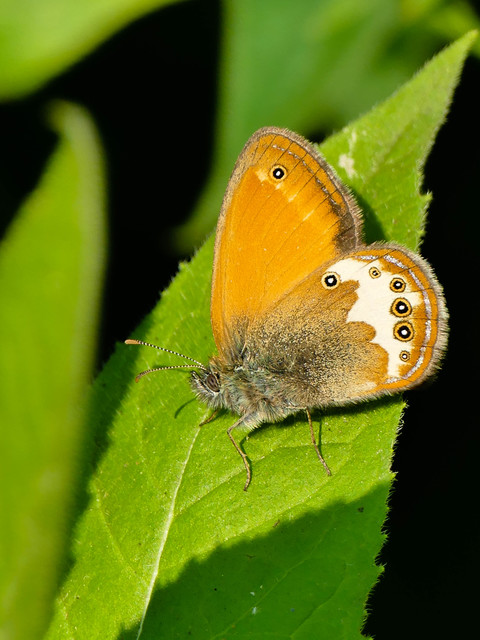 Coenonympha arcania - fehéröves szénalepke