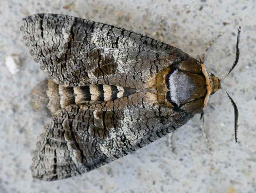 Cossus cossus - fűzfarontólepke