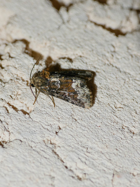 Oligia strigilis/latruncula/versicolor