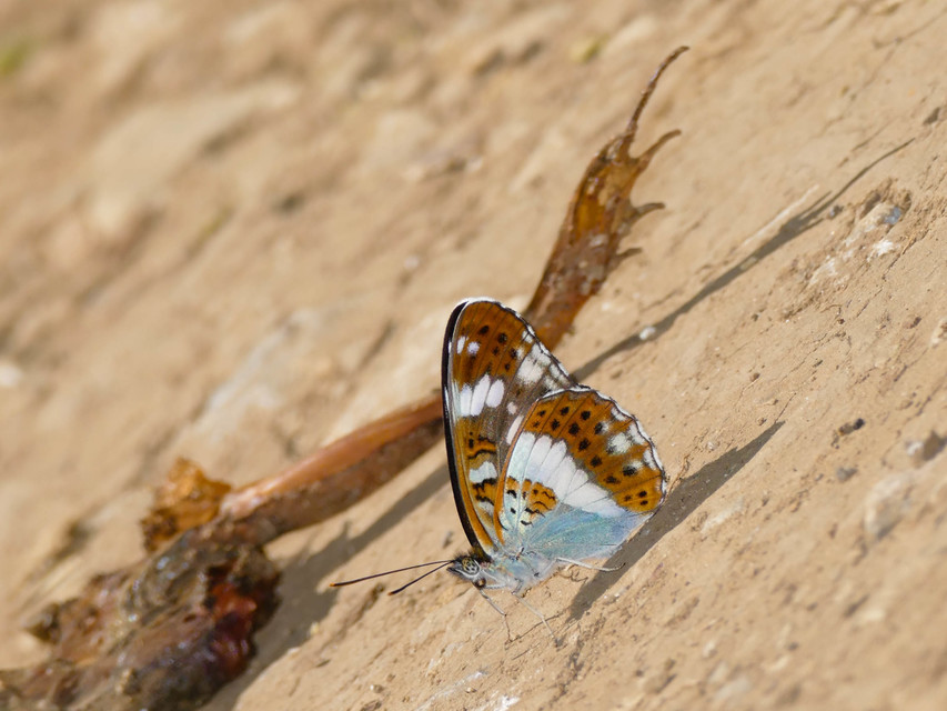 Limenitis camilla - kis lonclepke