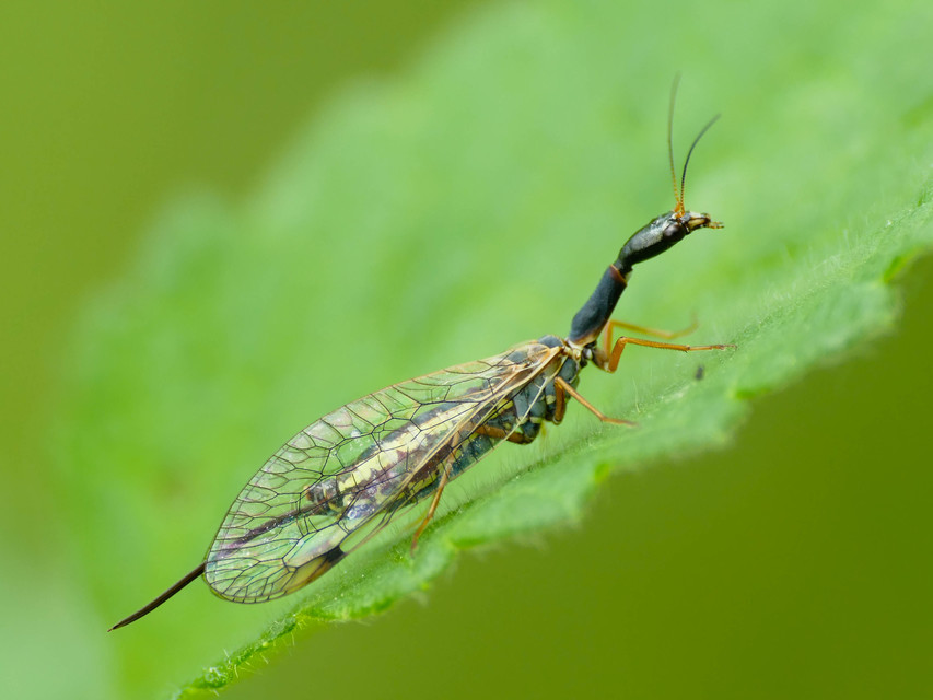 Raphidioptera - Tevenyakú-fátyolkák