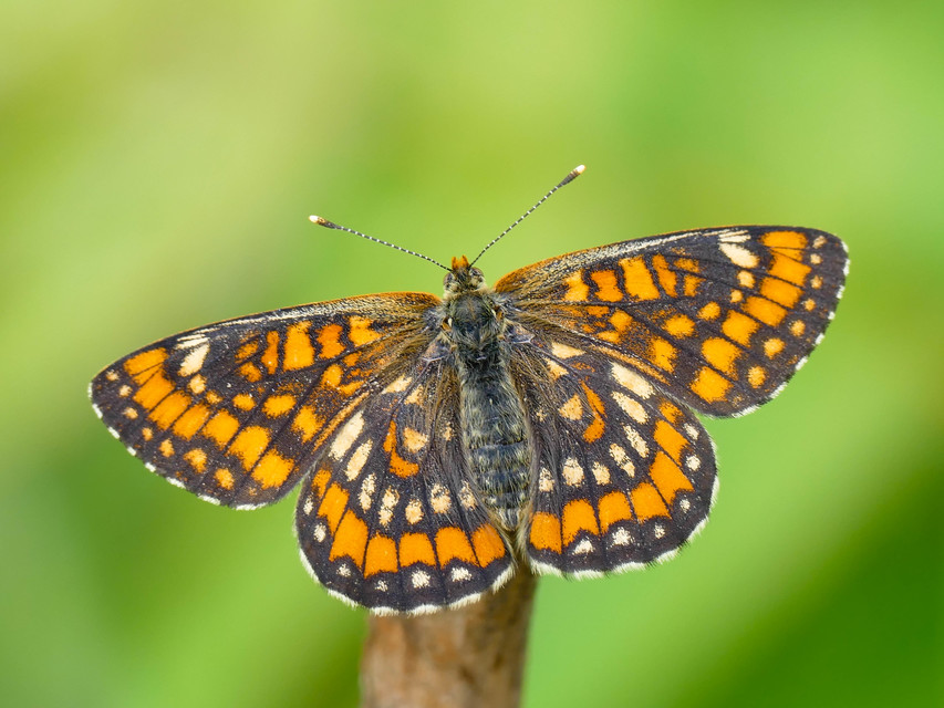 Euphydryas maturna - díszes tarkalepke