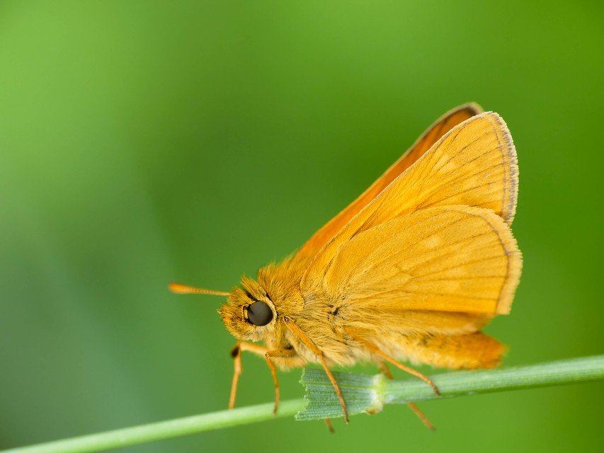 Ochlodes sylvanus - erdei busalepke