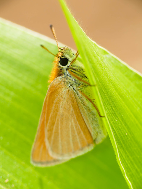 Thymelicus lineola - vonalas busalepke