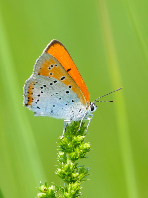 Lycaena dispar rutilus - nagy tűzlepke