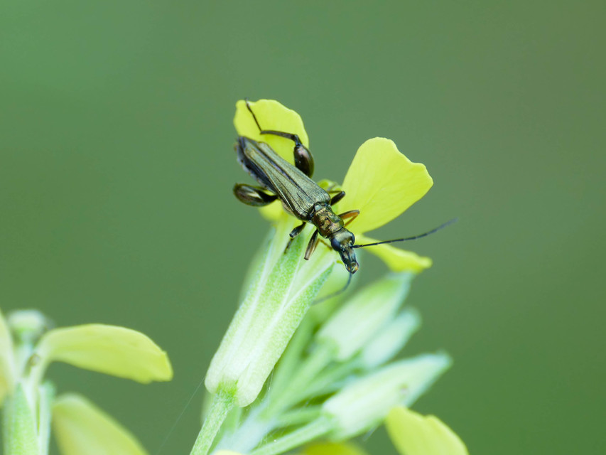 Oedemera flavipes - sárgalábú álcincér Oedemera flavipes - sárgalábú álcincér