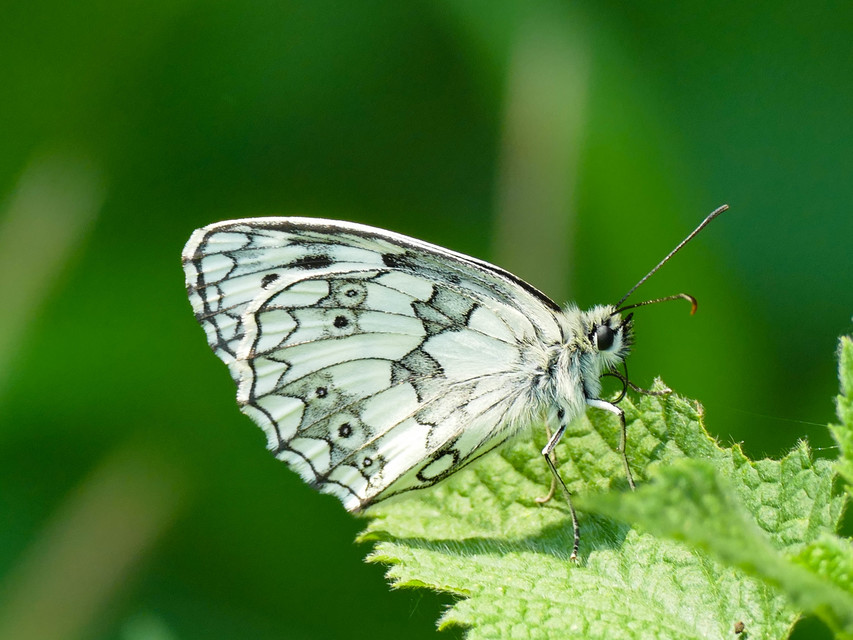 Melanargia galathea - sakktáblalepke