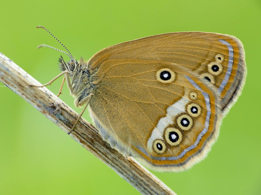 Coenonympha oedippus - ezüstsávos szénalepke