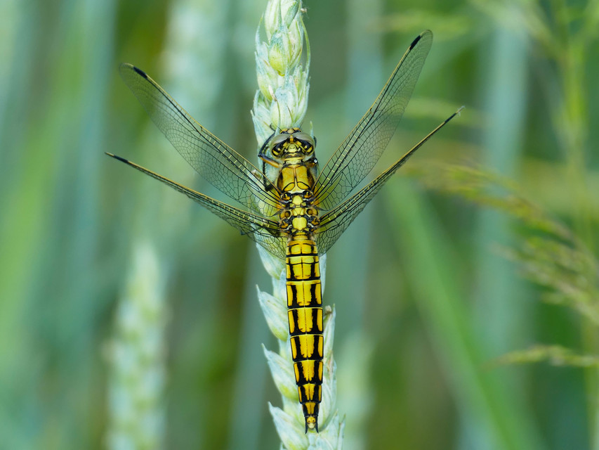 Orthetrum cancellatum - feketefarkú pásztorszitakötő