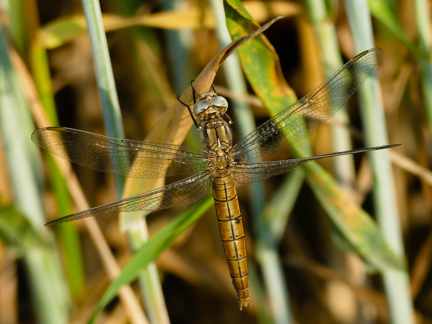 Orthetrum brunneum - pataki pásztorszitakötő