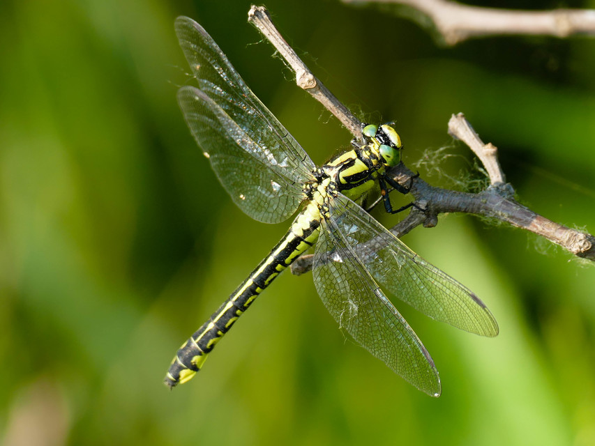 Gomphus vulgatissimus - feketelábú folyami-szitakötő