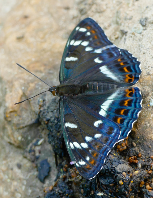 Limenitis populi - nagy nyárfalepke