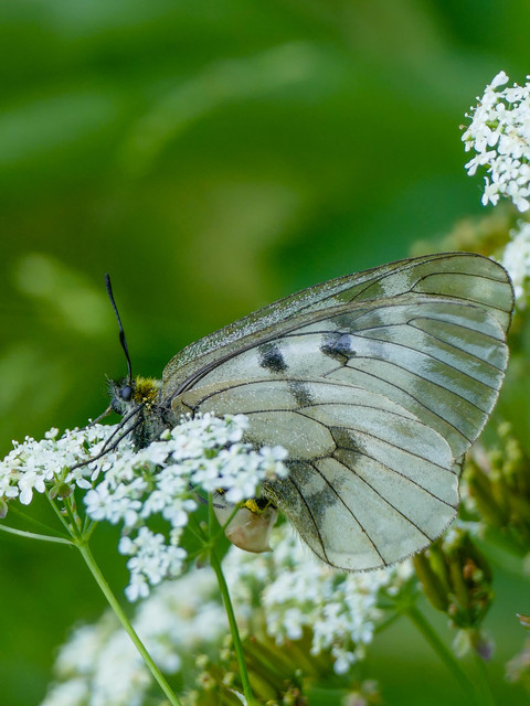 Parnassius mnemosyne - kis apollólepke