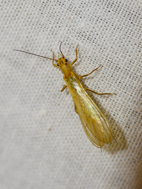 Plecoptera - Álkérészek