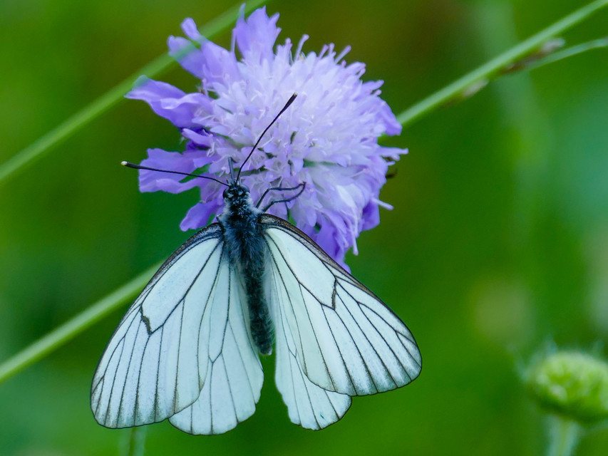 Aporia crataegi - galagonyalepke