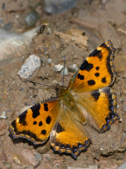 Nymphalis polychloros - nagy rókalepke