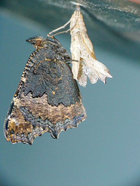 Nymphalis urticae - kis rókalepke