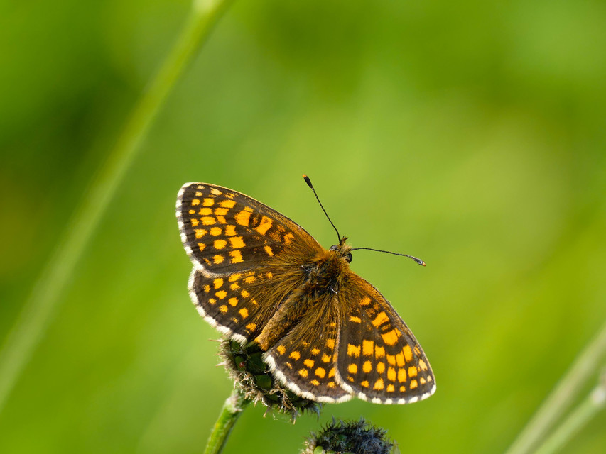 Melitaea athalia/aurelia/britomartis