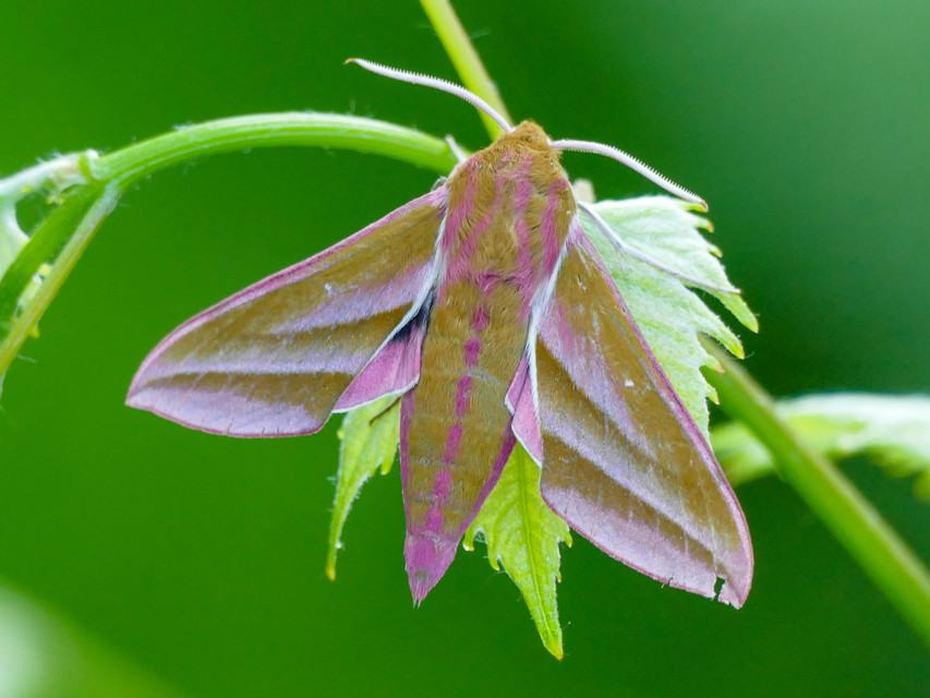 Deilephila elpenor - szőlőszender