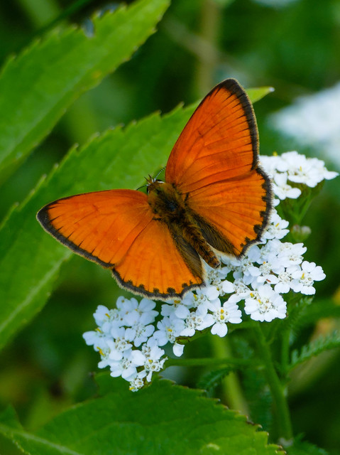 Lycaena virgaureae - arany-tűzlepke