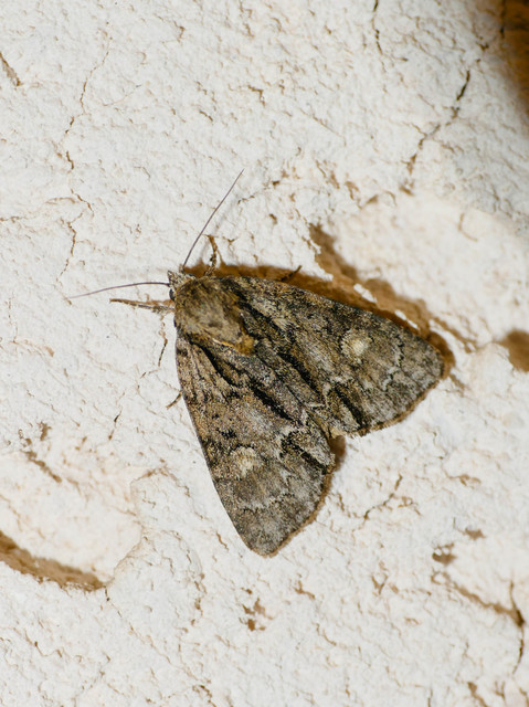 Acronicta strigosa - kis szigonyosbagoly