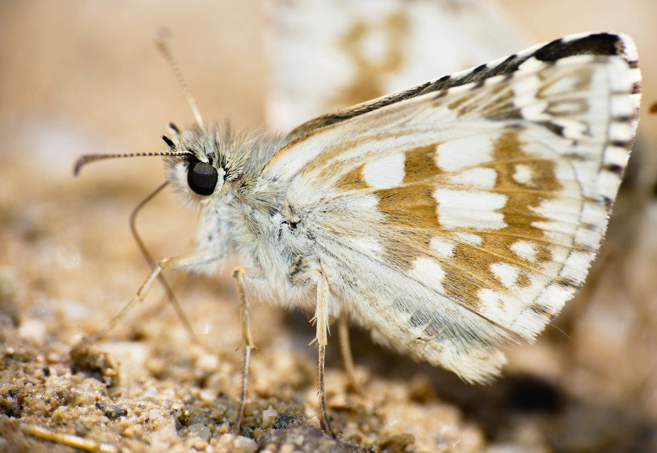 Pyrgus carthami - nagy busalepke