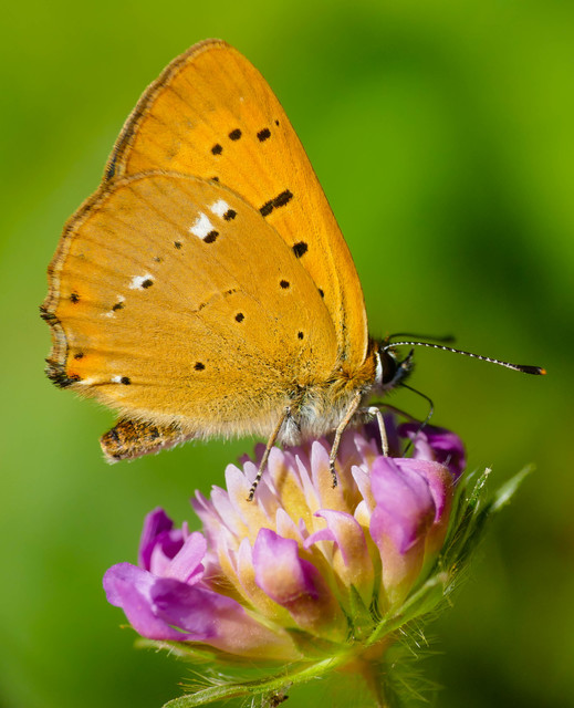 Lycaena virgaureae - arany-tűzlepke