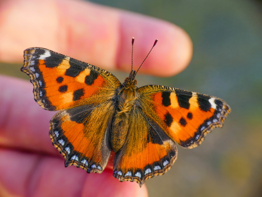 Nymphalis urticae - kis rókalepke
