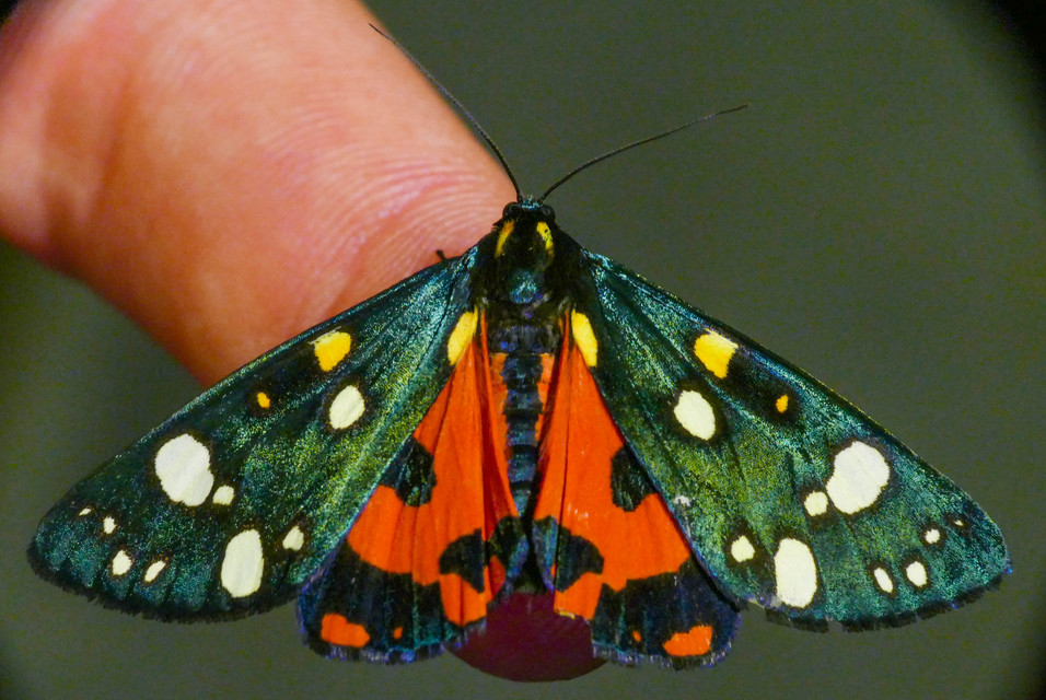 Callimorpha dominula - fémes medvelepke