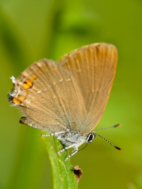 Satyrium acaciae - akác-csücsköslepke