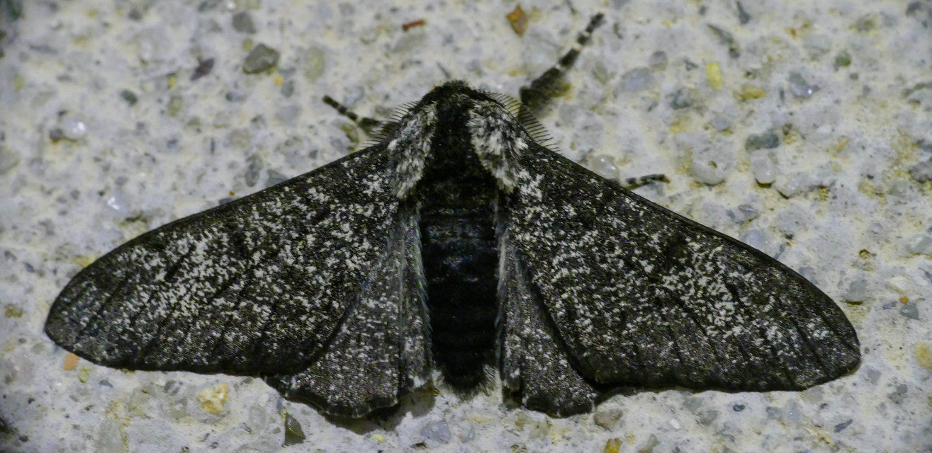 Biston betularia - szürkepettyes araszoló