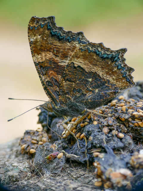 Nymphalis xanthomelas - vörös rókalepke