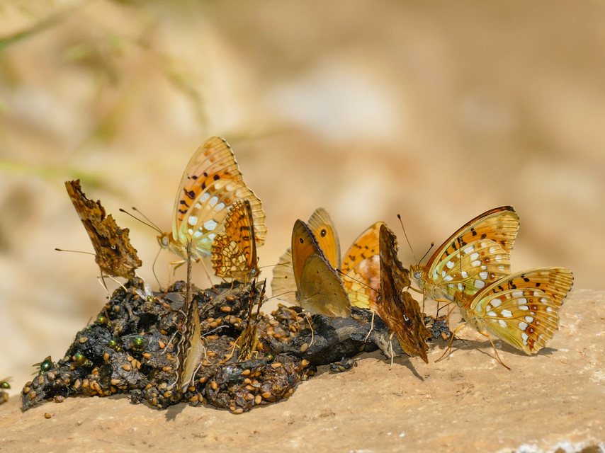 Argynnis adippe - ezüstös gyöngyházlepke