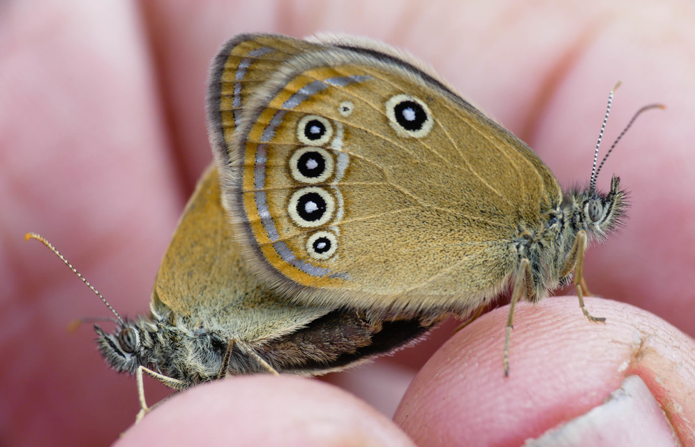 Coenonympha oedippus - ezüstsávos szénalepke