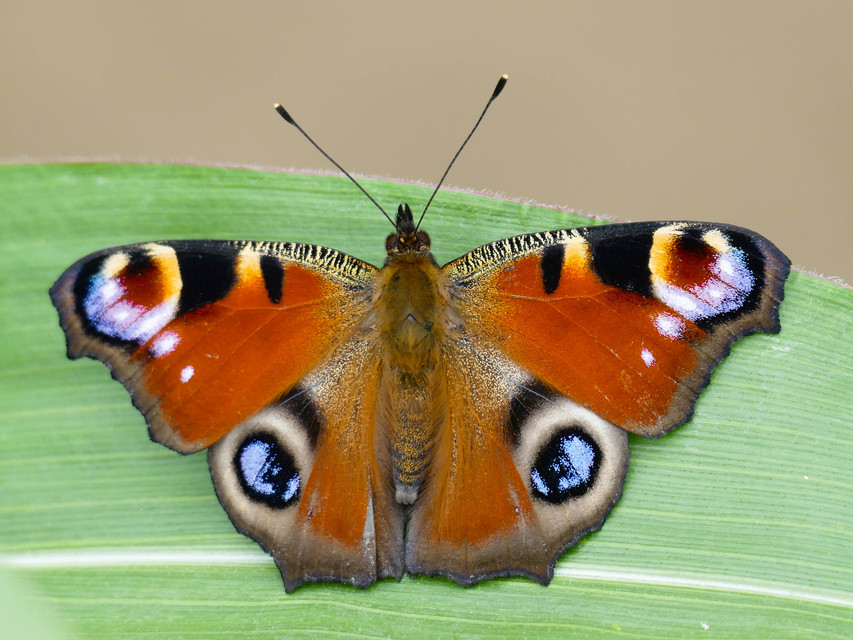 Nymphalis io - nappali pávaszem