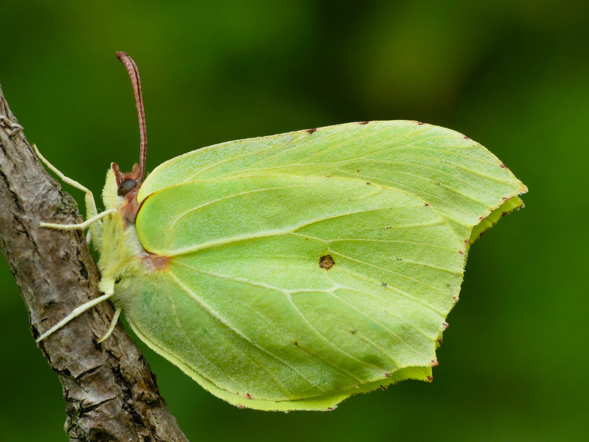 Gonepteryx rhamni - citromlepke