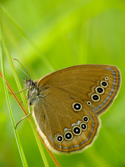 Coenonympha oedippus - ezüstsávos szénalepke