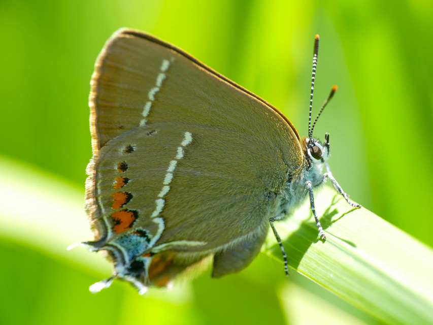 Satyrium spini - kökény-csücsköslepke