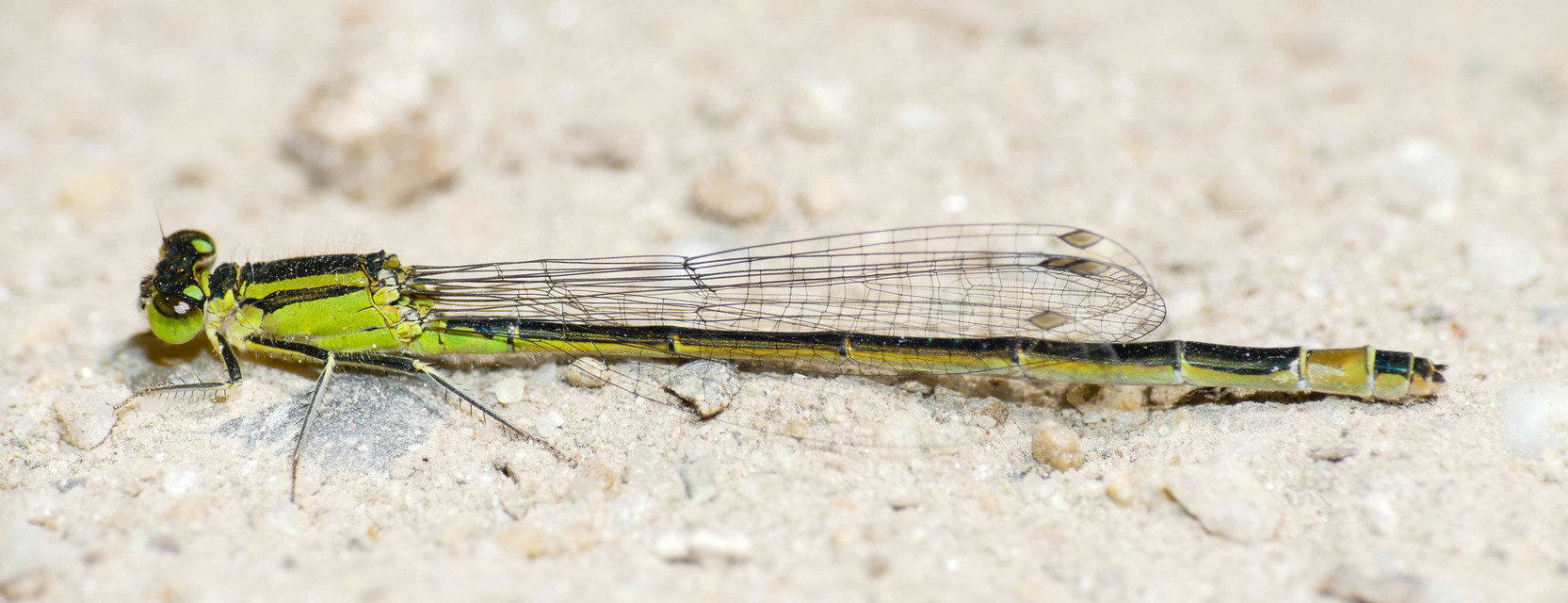 Ischnura elegans pontica - kéköves légivadász